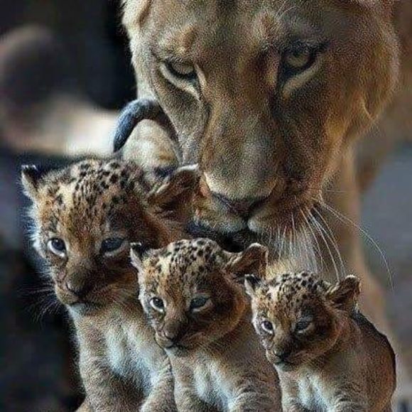 slwaringcarr3